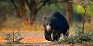 Lakarda and Anantpura