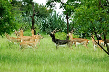 Machia Safari Park Jodhpur