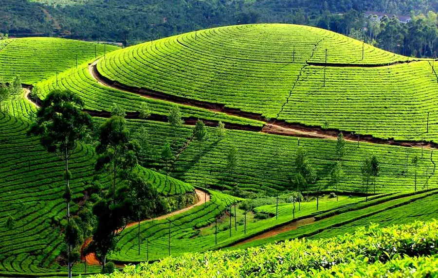 Kerala & Munnar Tour