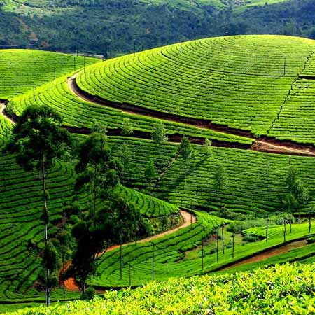 Munnar Tour Planner