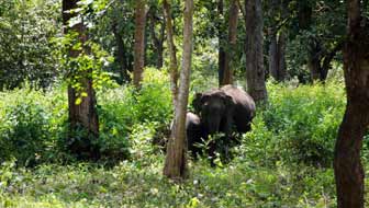 Nagarhole Wildlife Sanctuary
