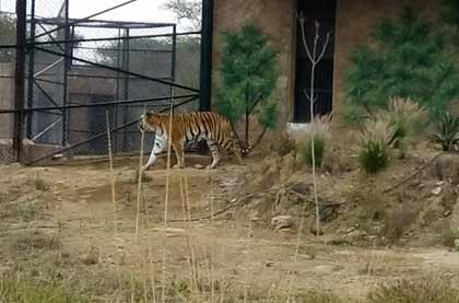 Nahargarh Biological Park