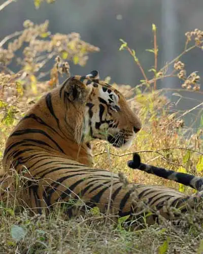 Panna National Park