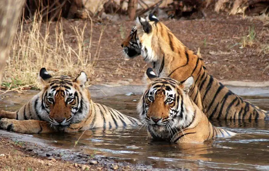 About Ranthambore