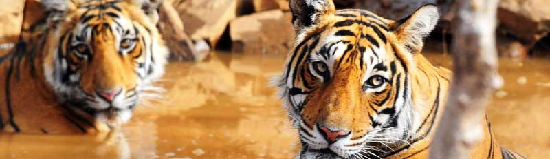 02-05 Days Rajasthan Tours