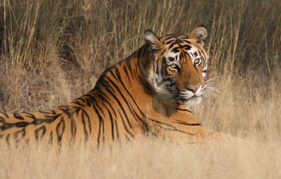 Wildlife Safaris Rajasthan