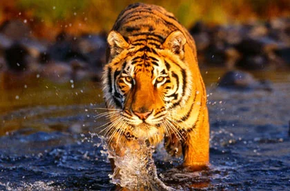 Royal Tiger With Golden Triangle