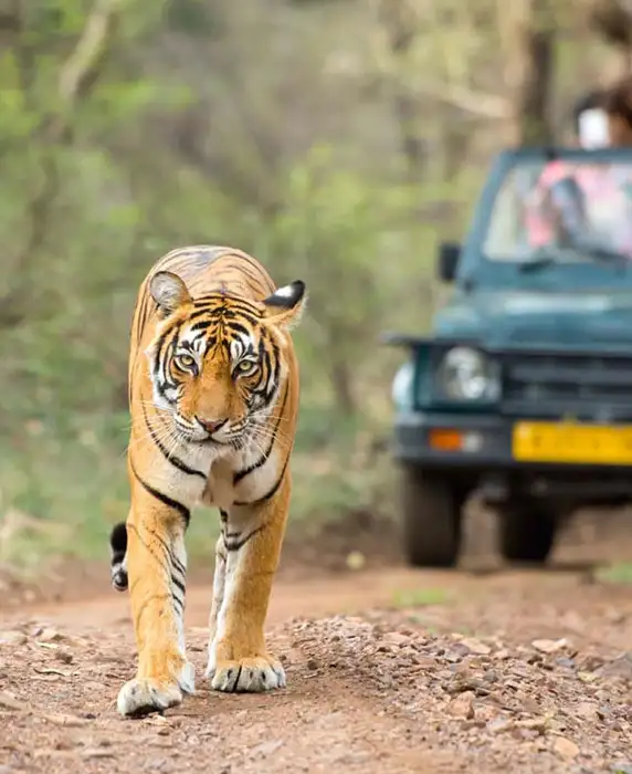 Ranthambore Tour Planner