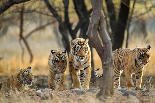 Ranthambore Weekend Fixed Departure Tour
