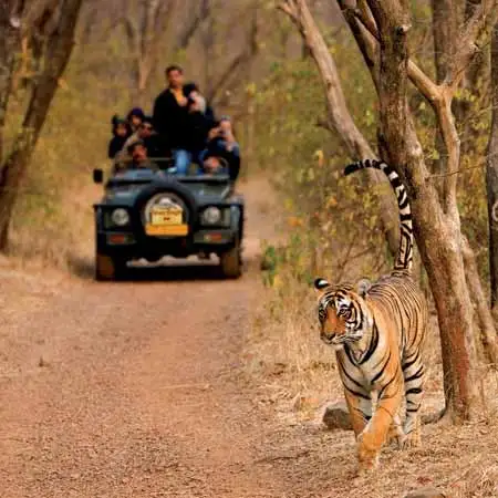 Jaipur Ranthambore 3 Days Tour
