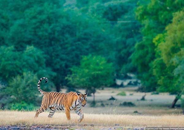 Ranthambore Tour Guide