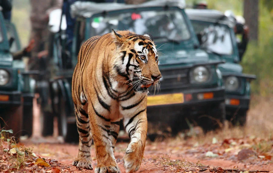 Tiger Safari Ranthambore