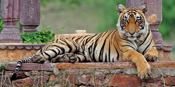9 Days Jaipur, Ranthambhore, Chittorgarh, Jaisalmer Family Tour Itinerary