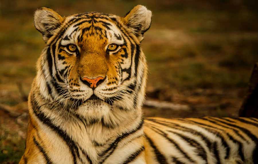 Ranthambore National Park