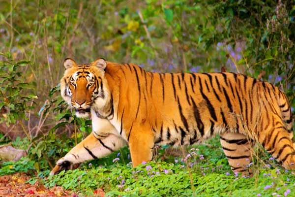 Golden Triangle Tour with Ranthambore