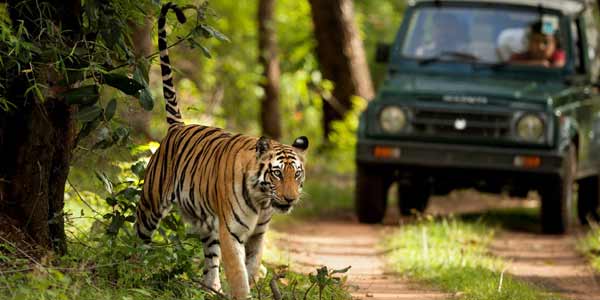 Jaipur Ranthambore Same Day Tour Package