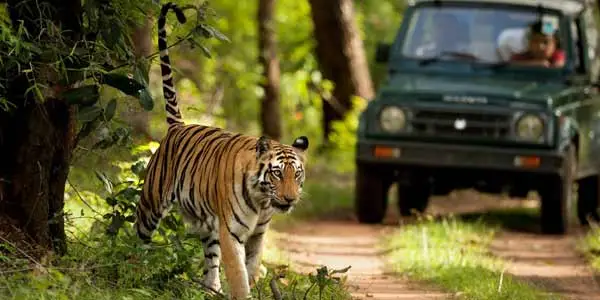 Jaipur Ranthambore Same Day Tour Package