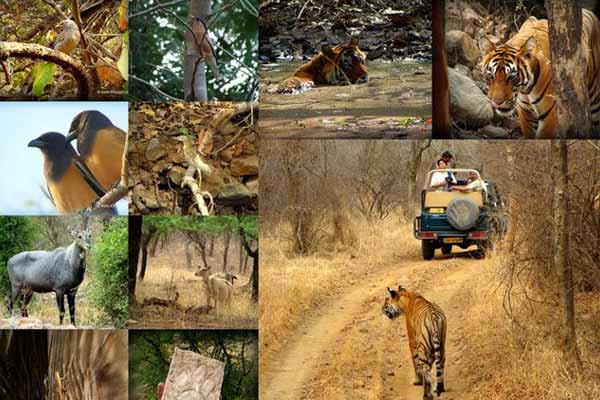 Ranthambore Summer Tour