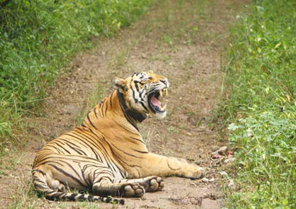 Ranthambore Tourism