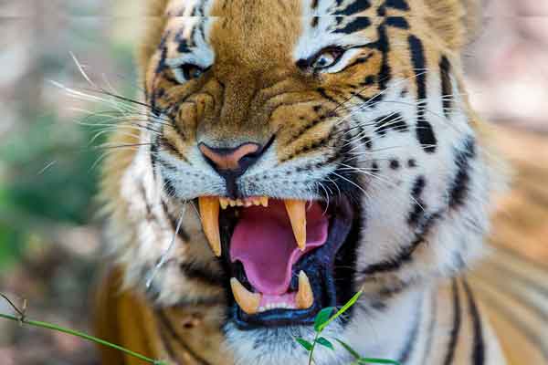 Rajasthan Travels Tours Package