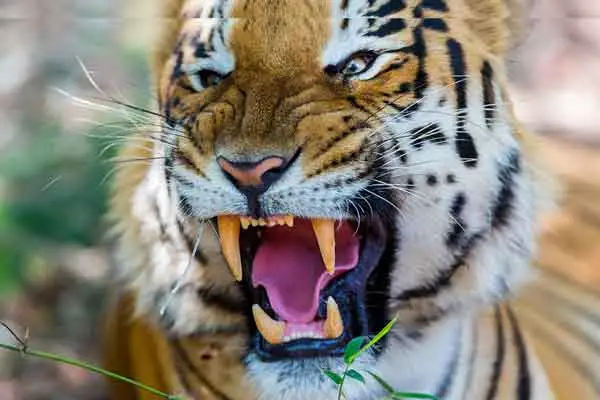 Rajasthan Honeymoon Trip Tours Package