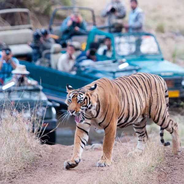 Jawai Bandh Leopard Tour Package