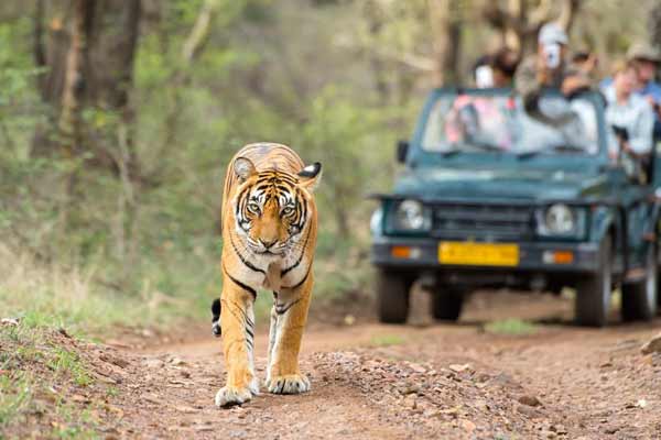 Jeep Safari Ranthambore Tours