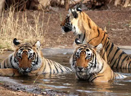 Ranthambore