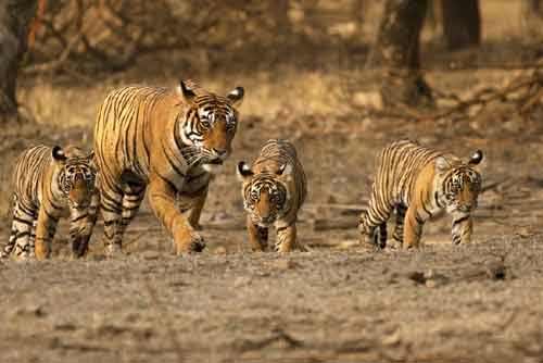 Ranthambore
