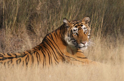 Sariska, Bharatpur, Ranthambhore tour package