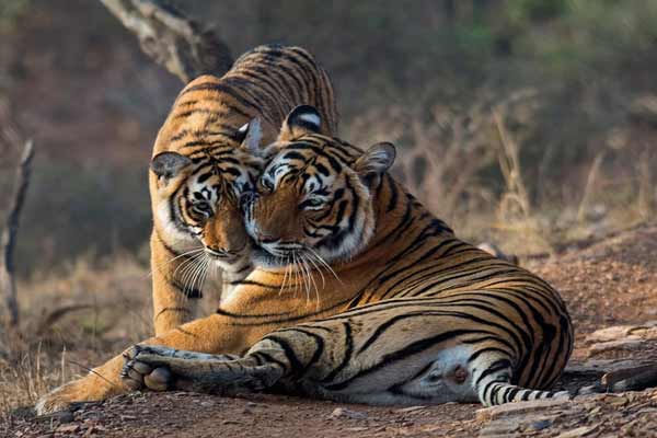 3 Days Package Ranthambore