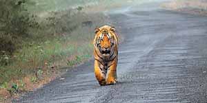 Ranthambore National Park