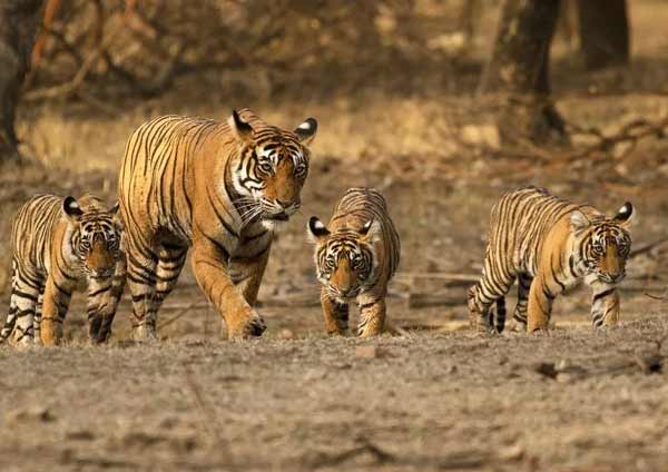 Ranthambore Tiger Reserve