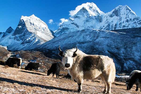 Nepal Sagarmatha National Park