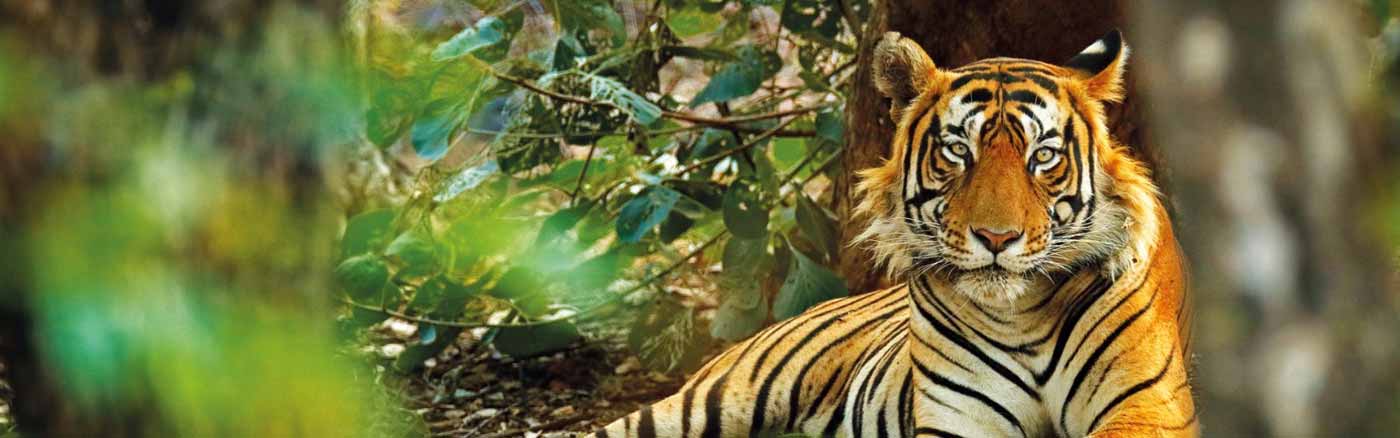 sariska tiger reserve best time to visit