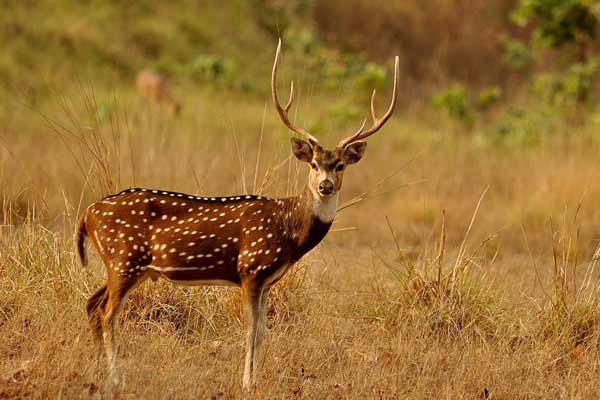 5 days Ranthambore Sariska tour