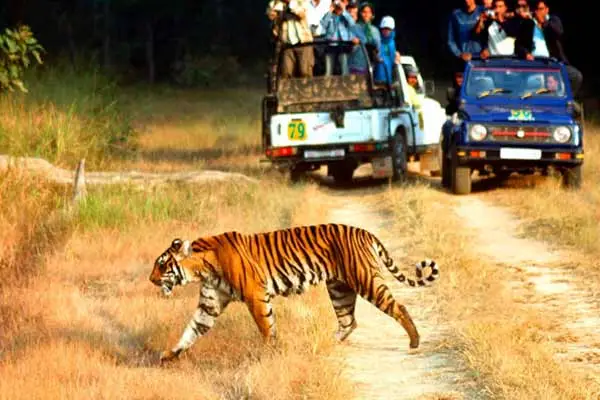 Sariska National Park, Alwar