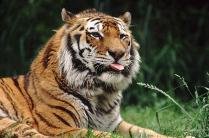 Short Escape to Sariska