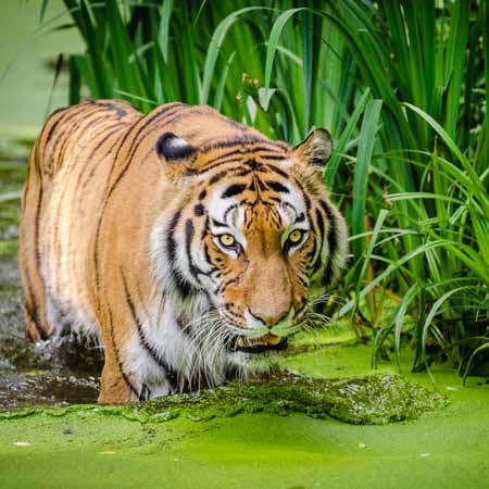 Day Trip to Ranthambore Tiger Safari