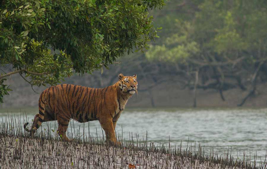 Sundarbans National Park