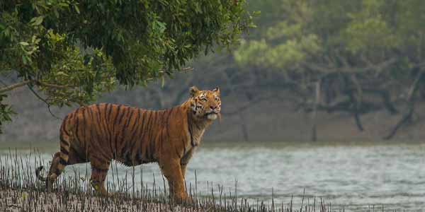 Sunderban National Park