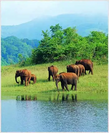 Kerala Thekkady