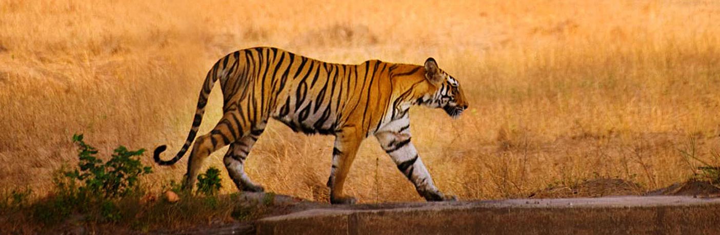 India Luxury Tour Packages