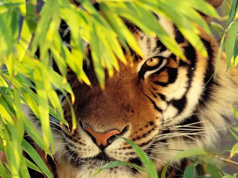 golden triangle with tiger safari