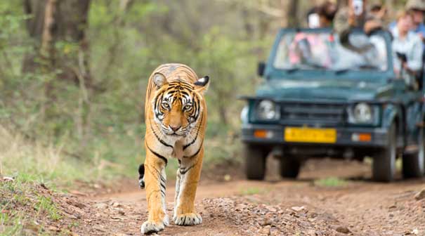 Taj Mahal and Tiger Safari