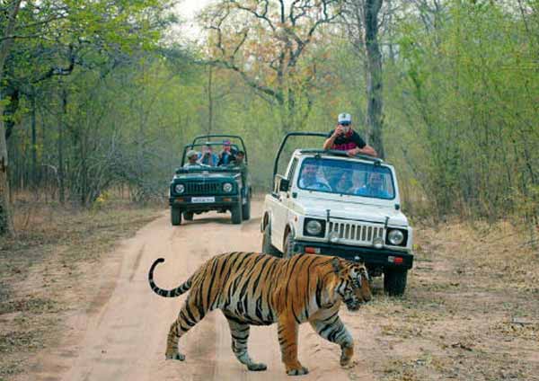 Ranthambhore Jaipur Tour 4 Days