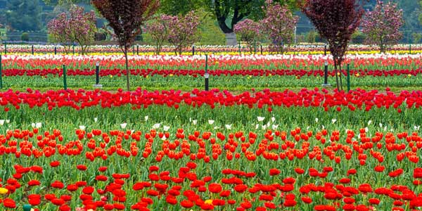 Tulip Garden Srinagar