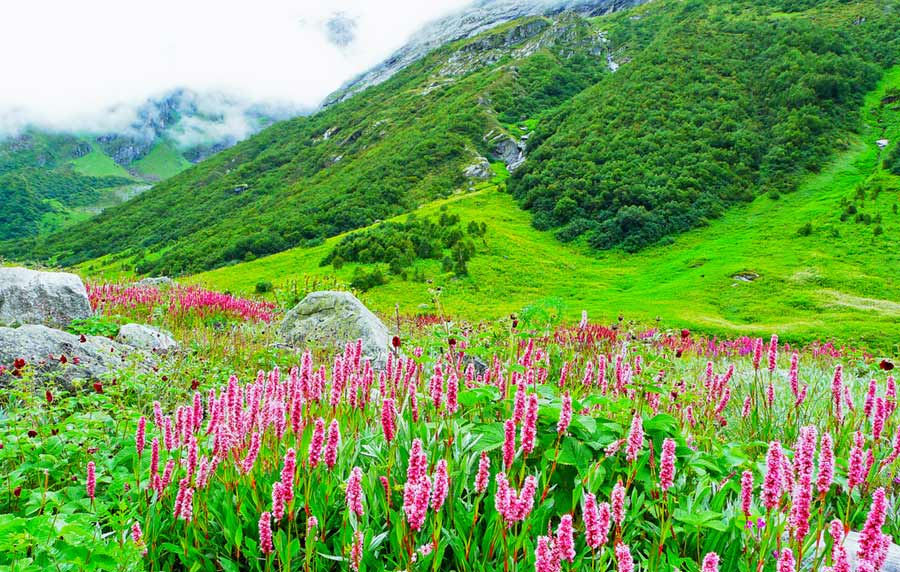 Nanda Devi and Valley of Flowers National Parks
