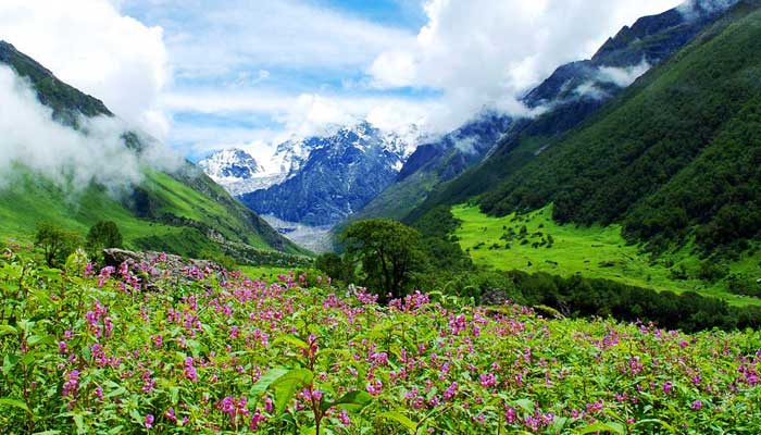 Valley of Flowers Tours Packages