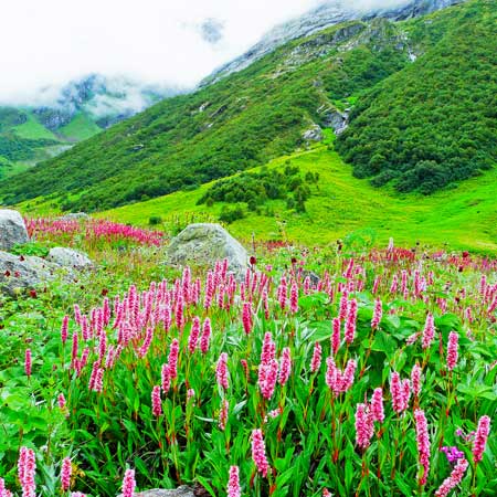 Valley of Flowers